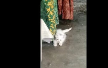 Male cat parshiyan for sale