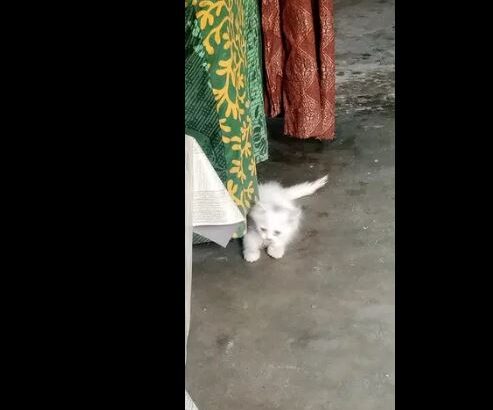 Male cat parshiyan for sale