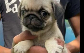 Pedigree Pug Puppy Female