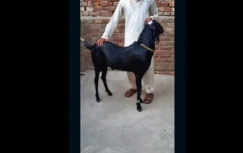 kala bakra qurbani keliye donda