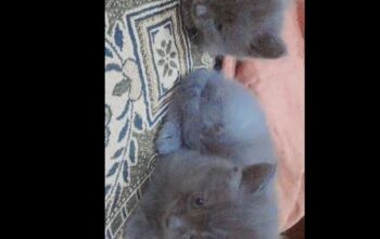 Persian cat 3 coated male grey for sale