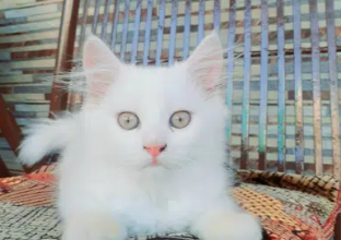 persian female kitten