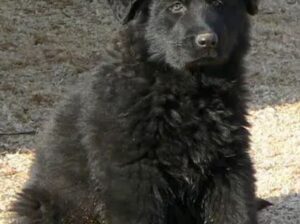 German Shepherd Long Coat World Champion Grandpuppies