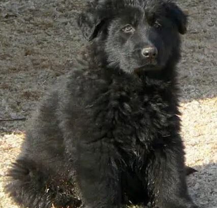 German Shepherd Long Coat World Champion Grandpuppies