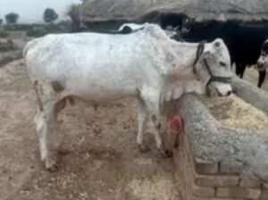 Qurbani Bull 70k to 2lakh