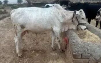 Qurbani Bull 70k to 2lakh