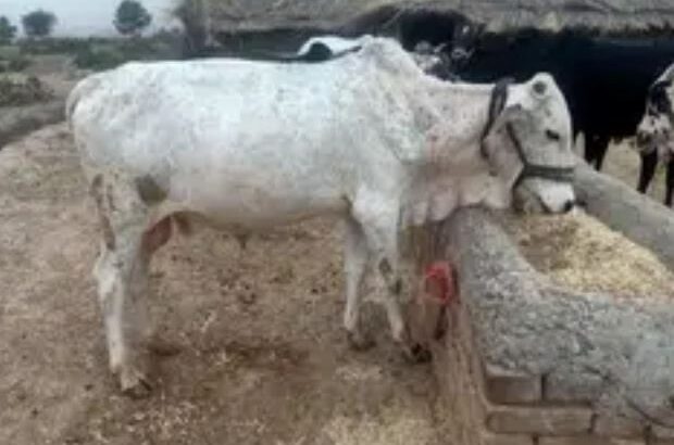 Qurbani Bull 70k to 2lakh