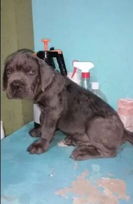 cane corso puppy for Sale in karachi