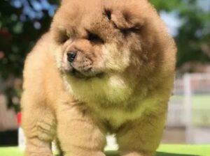 chow chow