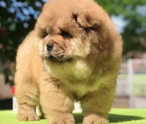 chow chow