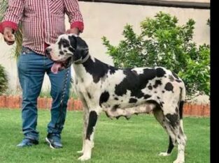 European Great Dane Puppies