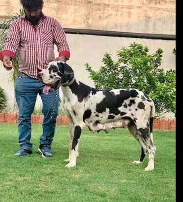 European Great Dane Puppies