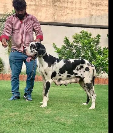 European Great Dane Puppies