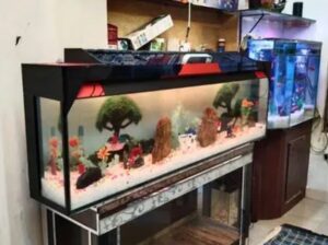 wall mounted Aquarium