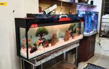 wall mounted Aquarium