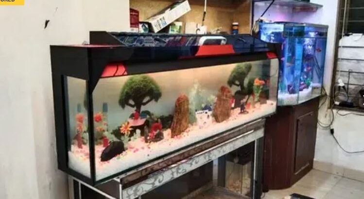 wall mounted Aquarium