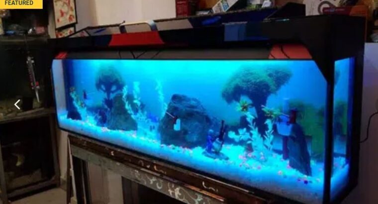 wall mounted Aquarium