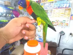 red collar lorry Parrot male phata with *DNA paper Daska