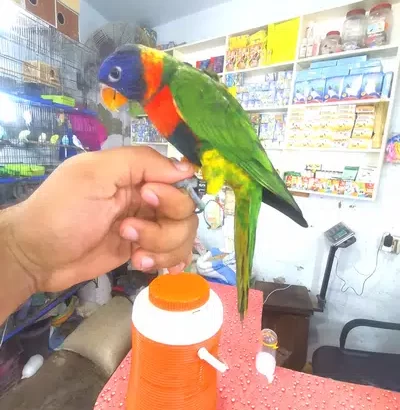 red collar lorry Parrot male phata with *DNA paper Daska