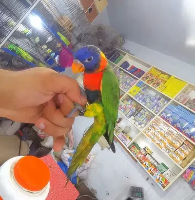 red collar lorry Parrot male phata with *DNA paper Daska