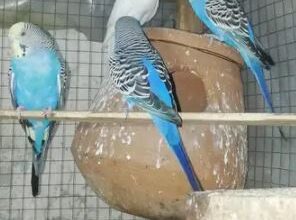 Austelian parrots