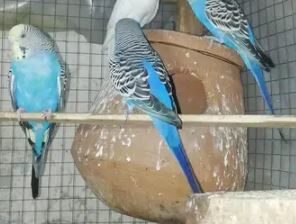 Austelian parrots