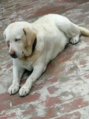 breeder female Labrador For sale in narowal