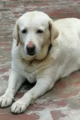 breeder female Labrador For sale in narowal