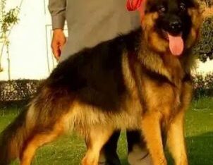 German shepherd for sale in islamabad