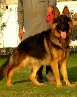 German shepherd for sale in islamabad