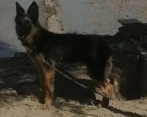 dog for sale in jhang