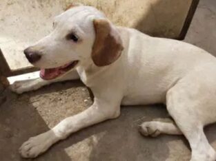 Labrador retriever and pethigree dog mix