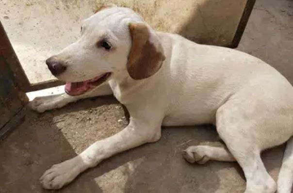 Labrador retriever and pethigree dog mix