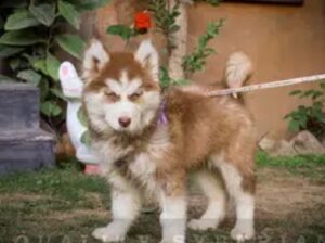 Beautifull pair of black color siberian husky