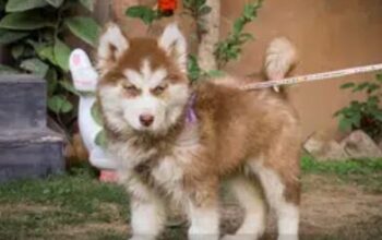 Beautifull pair of black color siberian husky