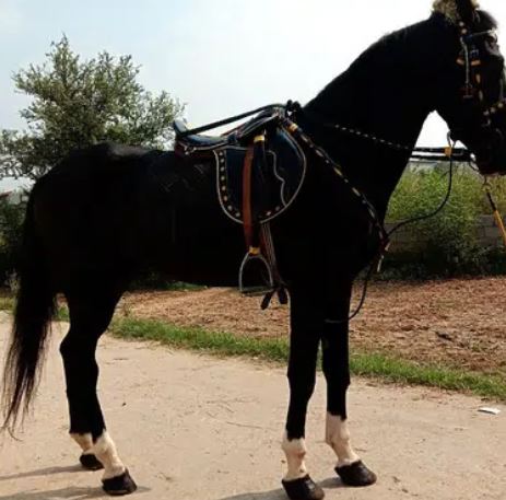 Horse for sale in islamabad