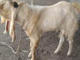 Goat for sale in sahiwal