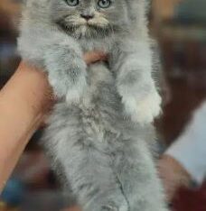 Adorable Quality KitteN for sale in islamabad