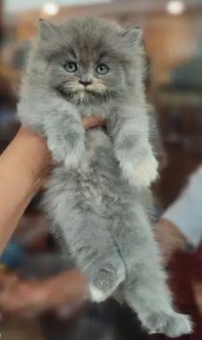 Adorable Quality KitteN for sale in islamabad