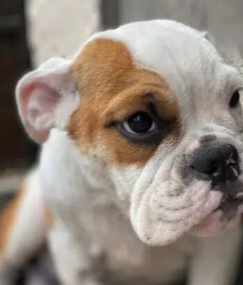 British Bulldog Females for sale in karachi