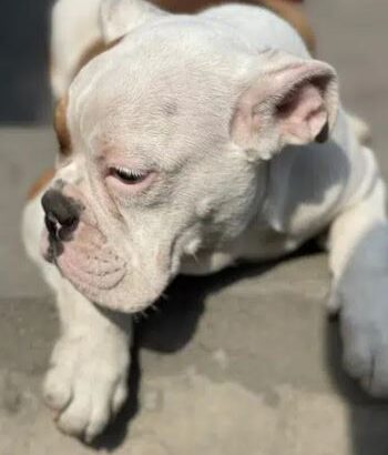 British Bulldog Females for sale in karachi