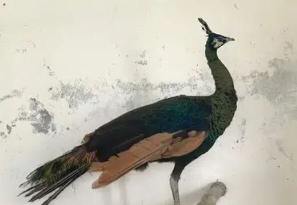 Peacock Green java for sale in jhang