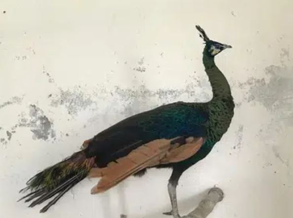 Peacock Green java for sale in jhang