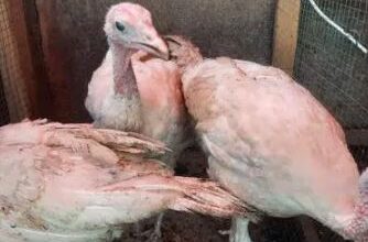 White Turkey set for sale in islamabad