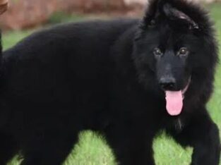 impoterd pure black gsd puppy available for sale