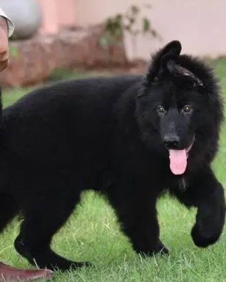 impoterd pure black gsd puppy available for sale