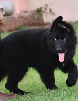 impoterd pure black gsd puppy available for sale