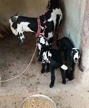 Goat with two Male children sell in Hasan Abdal