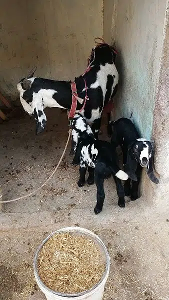 Goat with two Male children sell in Hasan Abdal