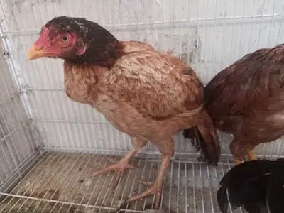 Aseel Hen for sale in Wah